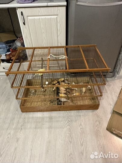 Кенара и канарейки