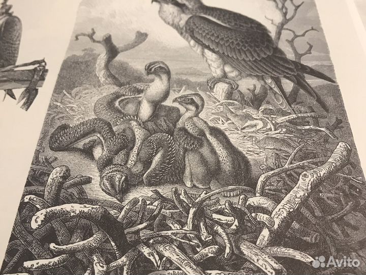 Джим Хартер. Animals 1419 иллюстраций