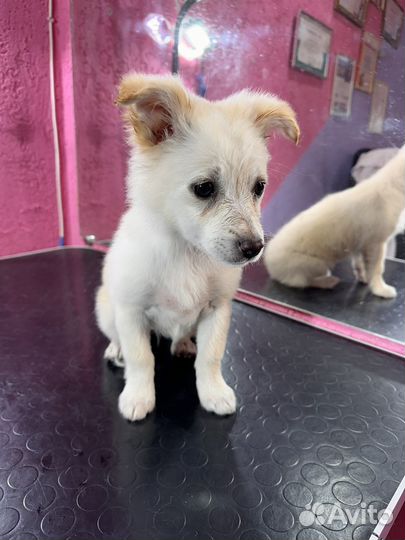 Щенки в добрые руки