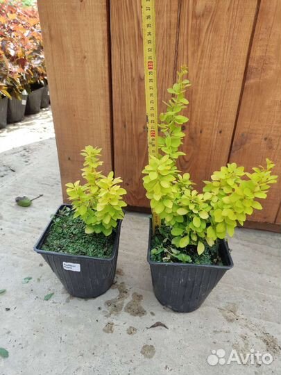 Барбарис тунберга