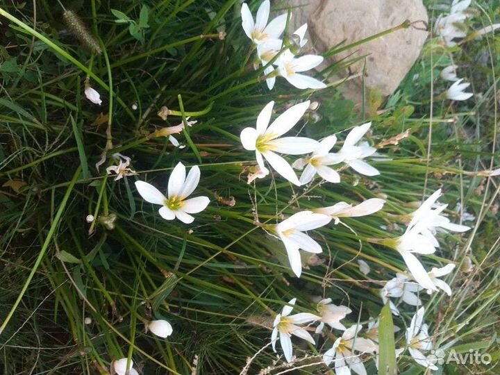 Зефирантес