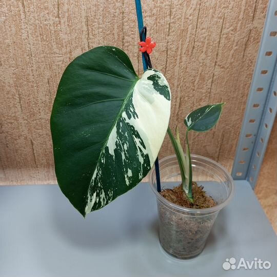 Монстера минт