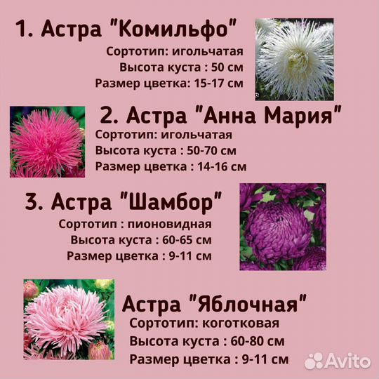 Астры рассада