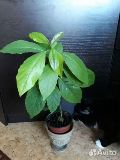 Молодое растение авокадо