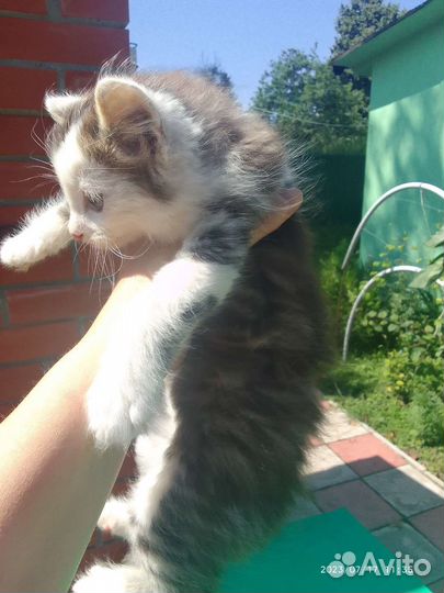 Кошка в дар