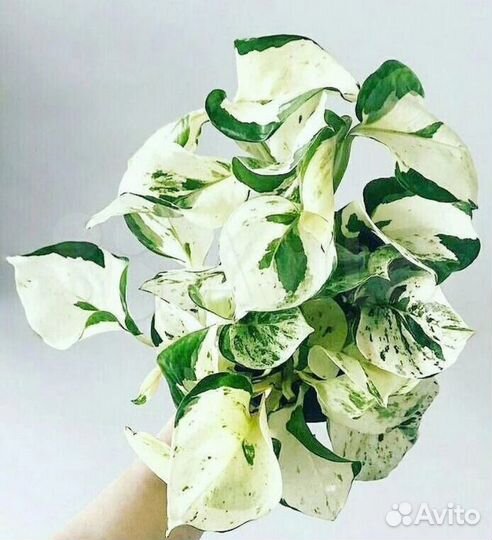 Эпипремнум Хеппи Лиф, Н Джой