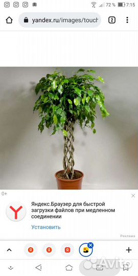 Комнатные цветы.Фикус Бенжамина