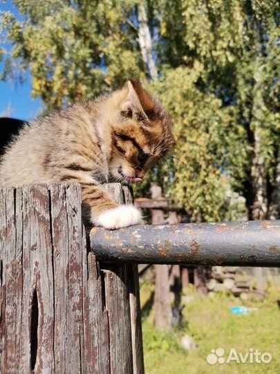 Котёнок,1,5 месяца,девочка