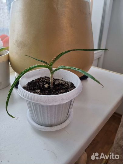 Алоэ 2 видов, 1-5 летние