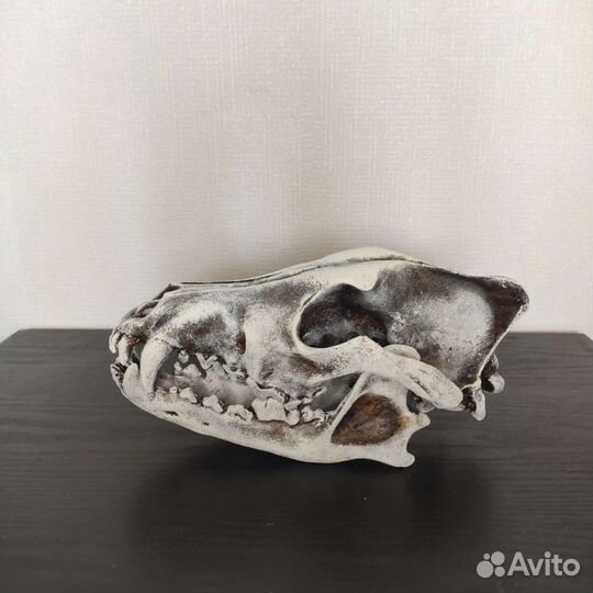 Череп волка, реплика