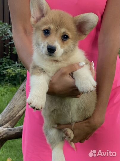 Вельш корги пемброк щенки с документами