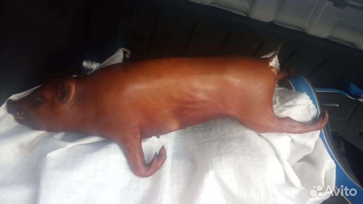 Молочные поросята