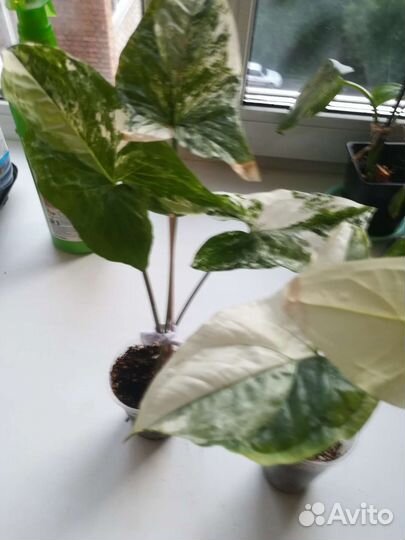 Сингониум империал вайт