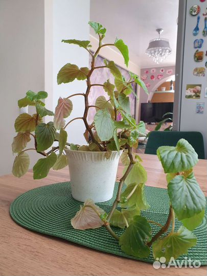 Комнатные цветы и горшки