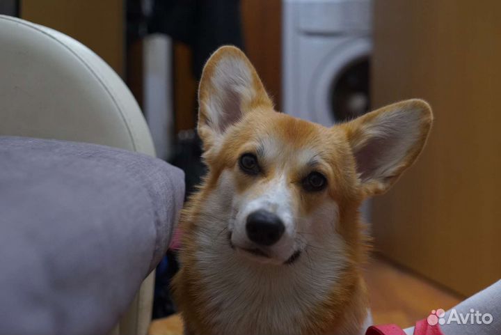Собака для фотосессии корги пемброк