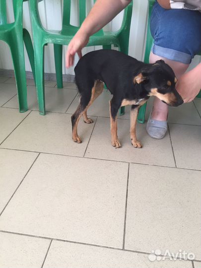 Отдам в добрые руки бесплатно