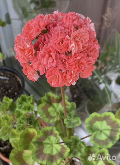 Пеларгония