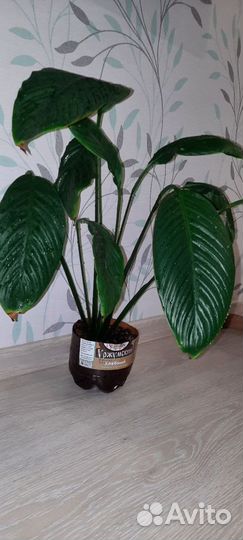 Спатифиллум женское счастье