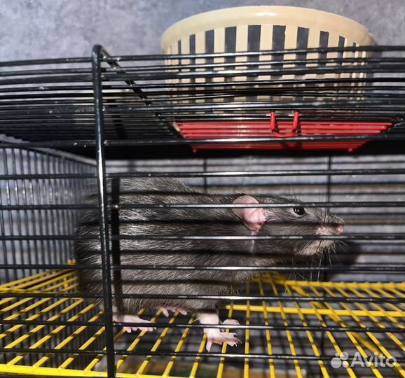 Мышь с клеткой