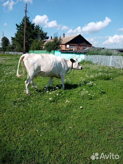 Корова стельная дойная