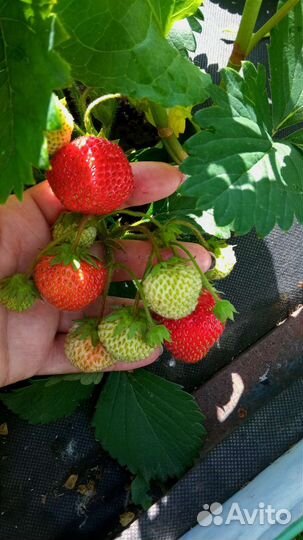 Рассада клубники