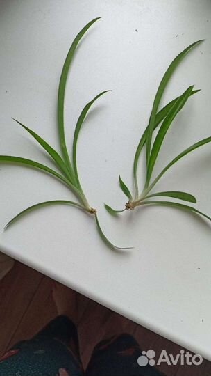 Отростки хлорофитума