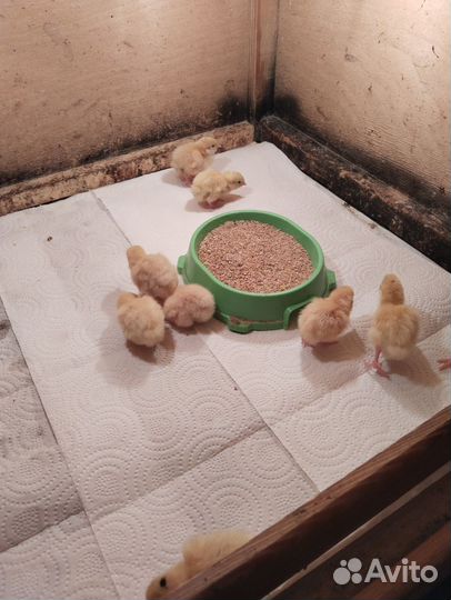 Перепела суточные