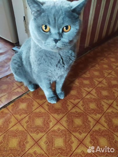 Кот Арчи ищет добрых хозяев