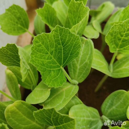 Рассада тыквы лагенарии 