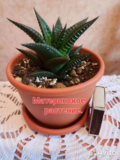 Хавортия сортовая