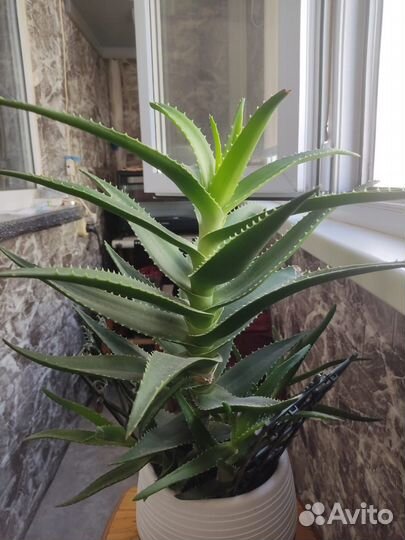 Комнатные растения цветы