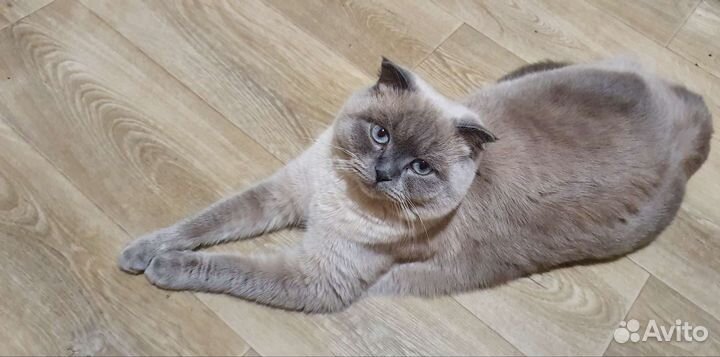 Кот для вязки(Британец)
