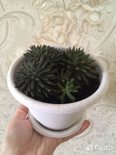 Комнатные растения