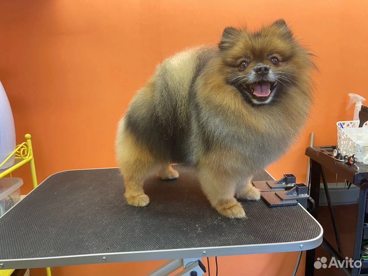 Стрижка собак