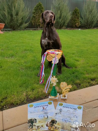 Курцхаар вязка