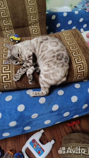 Бенгальская кошка