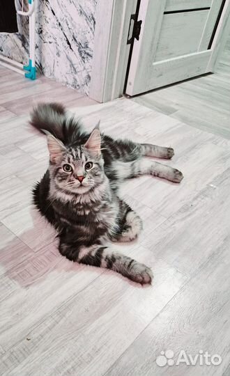 Котята мейн-кун