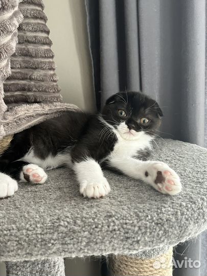 Шотландская вислоухая