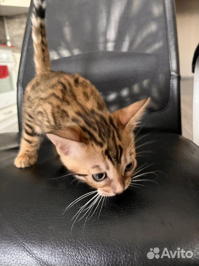 Бенгальская кошка
