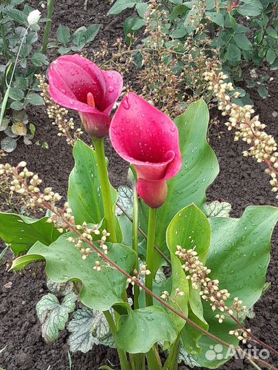 Луковицы садовых калл