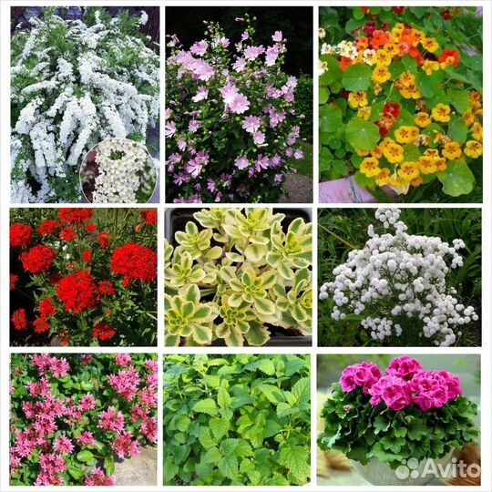 Многолетние цветы, герань, спирея Цены от