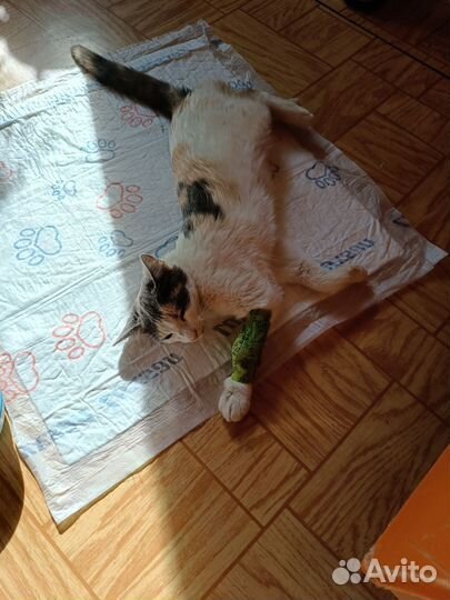 Помогите найти кошку 6-8 месяцев