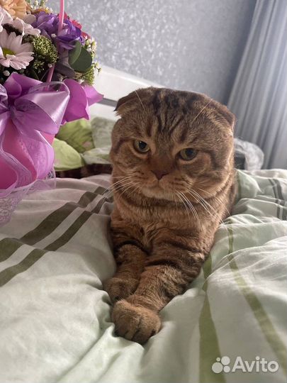 Шотландский кот вязка