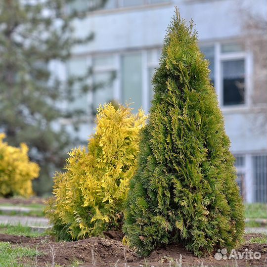 Туя брабант с наших полей