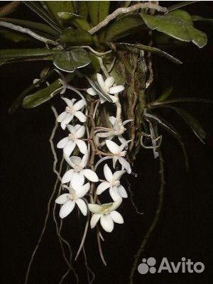 Орхидея Aerangis mystacidii
