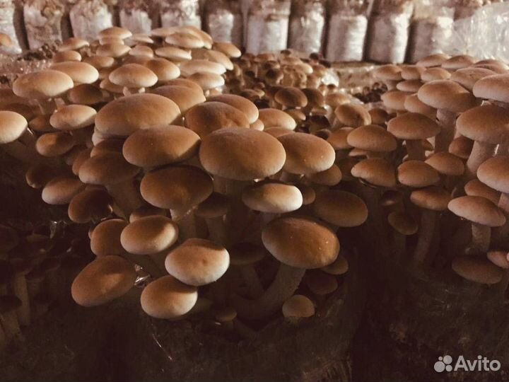 Летний опёнок