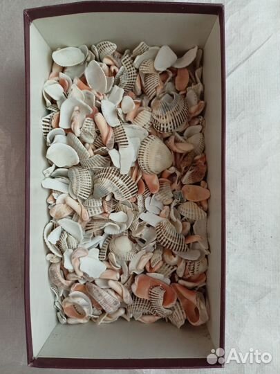 Морские камни и ракушки