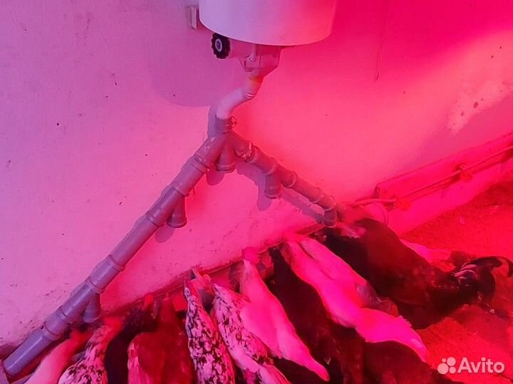 Автоматическая кормушка для кур