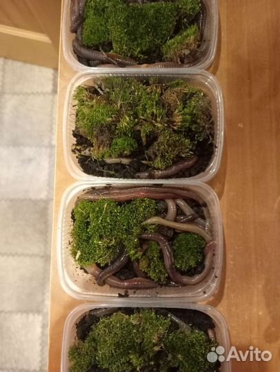 Выползки черви