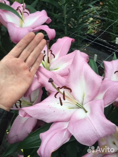 Луковицы Лилии